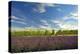 USA, Washington, Walla Walla. Lavender fields border the vineyards-Richard Duval-Premier Image Canvas