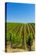 USA, Washington, Walla Walla. Vineyard in Walla Walla Wine Country-Richard Duval-Premier Image Canvas