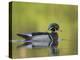 USA, Washington. Wood Duck at Lake Washington's Yarrow Bay-Gary Luhm-Premier Image Canvas