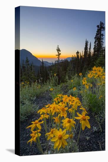 USA, Washington. Wooly Sunflower Along Hurricane Ridge Road-Gary Luhm-Premier Image Canvas