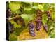 USA, Washington, Yakima Valley. Pinot Noir grapes ready for harvest-Richard Duval-Premier Image Canvas