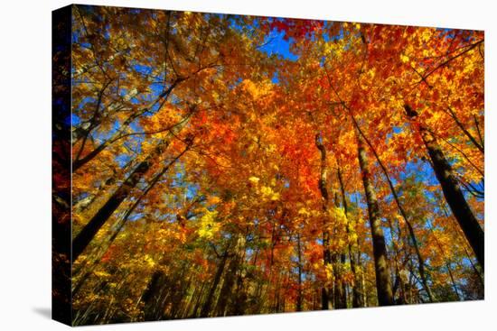 USA, West Lafayette, Indiana, Trees at the Celery Bog in Autumn-Rona Schwarz-Premier Image Canvas