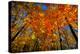 USA, West Lafayette, Indiana, Trees at the Celery Bog in Autumn-Rona Schwarz-Premier Image Canvas