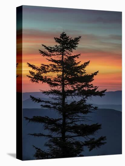 USA, West Virginia, Blackwater Falls State Park. Tree and landscape at sunset.-Jaynes Gallery-Premier Image Canvas