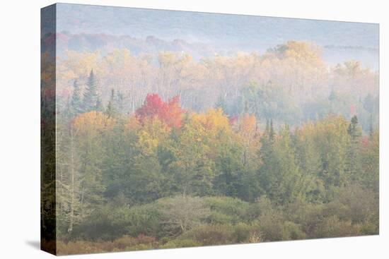 USA, West Virginia, Davis. Foggy forest in fall colors.-Jaynes Gallery-Premier Image Canvas