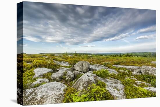 USA, West Virginia, Davis. Landscape in Dolly Sods Wilderness Area.-Jay O'brien-Premier Image Canvas