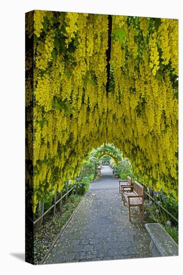 USA, Whidbey Island, Langley. Golden Chain Tree on a Metal Frame-Richard Duval-Premier Image Canvas