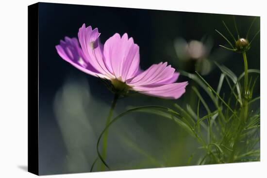 USA, Wilmington, Delaware. Close-Up of Cosmos Flower and Bud-Jaynes Gallery-Premier Image Canvas