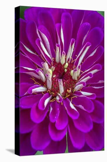 USA, Wilmington, Delaware. Detail of Zinnia Bloom-Jaynes Gallery-Premier Image Canvas