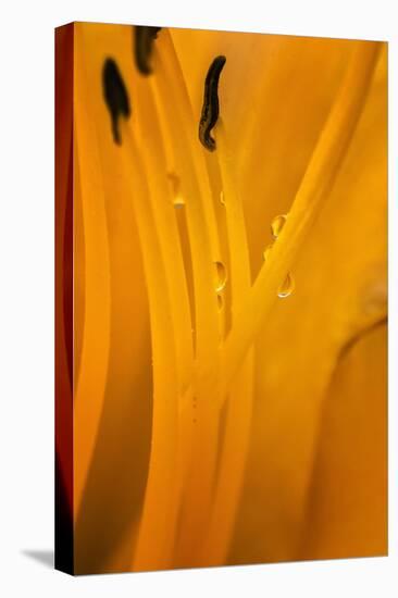 USA, Wilmington, Delaware. Inside of Day Lily Plant-Jaynes Gallery-Premier Image Canvas