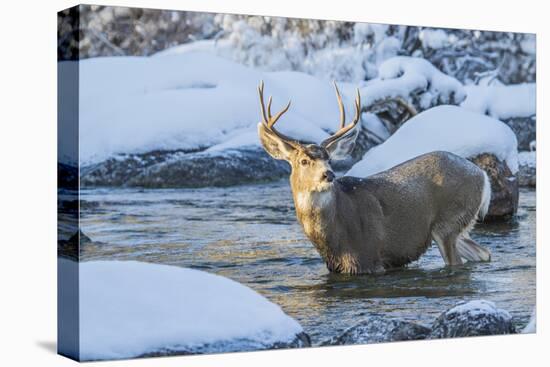 USA, Wyoming, A mule deer buck crosses Pine Creek-Elizabeth Boehm-Premier Image Canvas