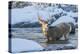 USA, Wyoming, A mule deer buck crosses Pine Creek-Elizabeth Boehm-Premier Image Canvas