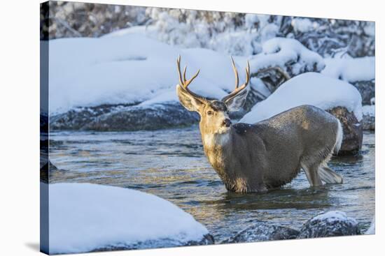 USA, Wyoming, A mule deer buck crosses Pine Creek-Elizabeth Boehm-Premier Image Canvas