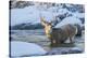 USA, Wyoming, A mule deer buck crosses Pine Creek-Elizabeth Boehm-Premier Image Canvas