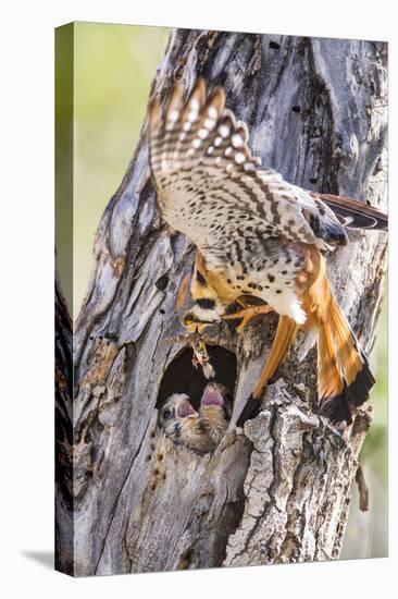 USA, Wyoming, American Kestrel Feeding Grasshopper to Chicks in Nest-Elizabeth Boehm-Premier Image Canvas