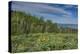 USA, Wyoming. Arrowleaf balsamroot wildflowers and Aspen Trees in meadow-Howie Garber-Premier Image Canvas