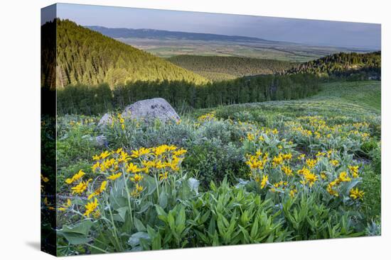 USA, Wyoming. Arrowleaf balsamroot wildflowers in meadow, summer, Caribou-Targhee National Forest-Howie Garber-Premier Image Canvas