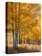 USA, Wyoming. Autumn Aspen near the Oxbow Bend, Grand Teton National Park.-Judith Zimmerman-Premier Image Canvas