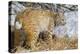 USA, Wyoming, Bobcat Feeding on Mule Deer Carcass-Elizabeth Boehm-Premier Image Canvas