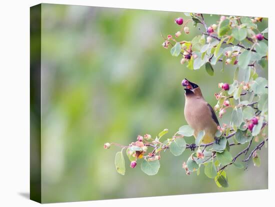 USA, Wyoming, Cedar Waxwing Eating Fruit from Serviceberry Shrub-Elizabeth Boehm-Premier Image Canvas