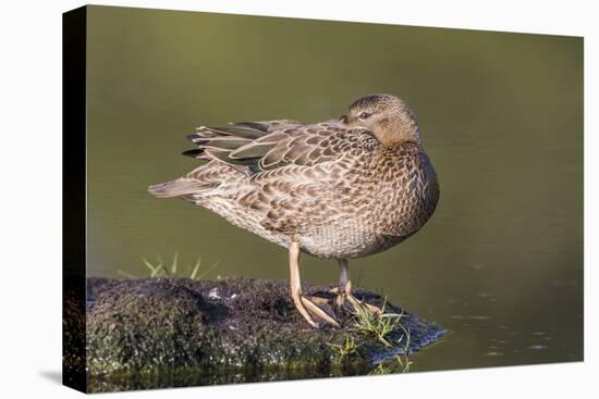 USA, Wyoming, Cinnamon Teal rests on a mud flat in a small pond.-Elizabeth Boehm-Premier Image Canvas