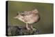 USA, Wyoming, Cinnamon Teal rests on a mud flat in a small pond.-Elizabeth Boehm-Premier Image Canvas