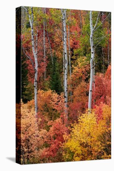 USA, Wyoming. Colorful autumn foliage, Caribou-Targhee National Forest.-Judith Zimmerman-Premier Image Canvas