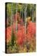 USA, Wyoming. Colorful autumn foliage, Caribou-Targhee National Forest.-Judith Zimmerman-Premier Image Canvas