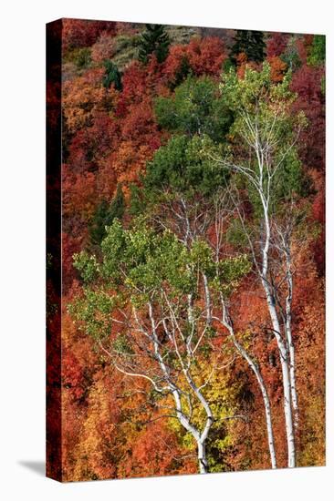 USA, Wyoming. Colorful autumn foliage of the Caribou-Targhee National Forest.-Judith Zimmerman-Premier Image Canvas