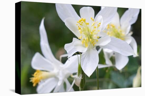 USA, Wyoming. Columbine wildflowers, Grand Teton National Park.-Judith Zimmerman-Premier Image Canvas