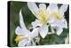 USA, Wyoming. Columbine wildflowers, Grand Teton National Park.-Judith Zimmerman-Premier Image Canvas