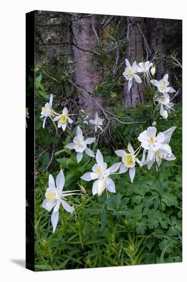 USA, Wyoming. Columbine wildflowers, Grand Teton National Park.-Judith Zimmerman-Premier Image Canvas