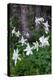 USA, Wyoming. Columbine wildflowers, Grand Teton National Park.-Judith Zimmerman-Premier Image Canvas