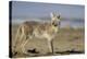 USA, Wyoming, Coyote Standing on Beach-Elizabeth Boehm-Premier Image Canvas