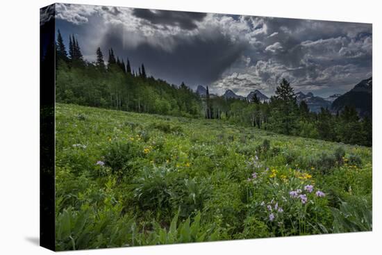 USA, Wyoming. Dramatic clouds and wildflowers in meadow west side of Teton Mountains-Howie Garber-Premier Image Canvas