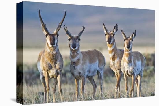 USA, Wyoming, Four Pronghorn Antelope Bucks in Spring-Elizabeth Boehm-Premier Image Canvas