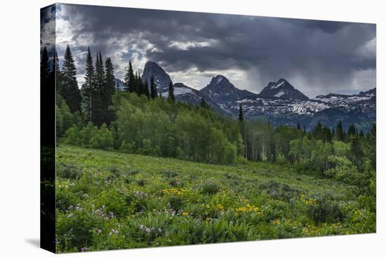 USA, Wyoming. Geranium and arrowleaf balsamroot wildflowers in meadow, west side of Teton Mountains-Howie Garber-Premier Image Canvas