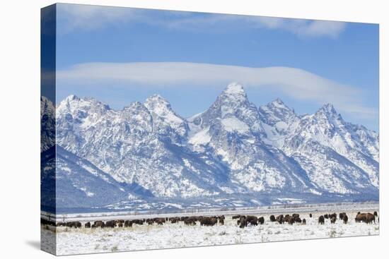 USA, Wyoming, Grand Teton National Park, Bison herd grazing in winter-Elizabeth Boehm-Premier Image Canvas