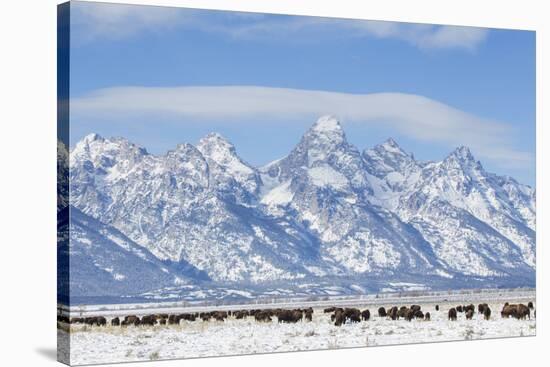 USA, Wyoming, Grand Teton National Park, Bison herd grazing in winter-Elizabeth Boehm-Premier Image Canvas