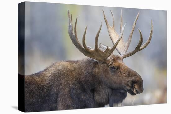 USA, Wyoming, Grand Teton National Park, bull moose-Elizabeth Boehm-Premier Image Canvas