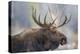 USA, Wyoming, Grand Teton National Park, bull moose-Elizabeth Boehm-Premier Image Canvas
