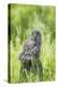 USA, Wyoming, Grand Teton National Park, Great Gray Owl Fledgling sitting-Elizabeth Boehm-Premier Image Canvas