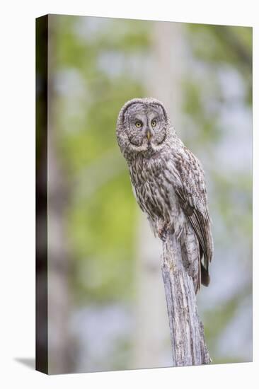 USA, Wyoming, Grand Teton National Park, Great Gray Owl perches on a stump.-Elizabeth Boehm-Premier Image Canvas