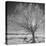 USA, Wyoming, Grand Teton National Park, Ice Tree-John Ford-Premier Image Canvas