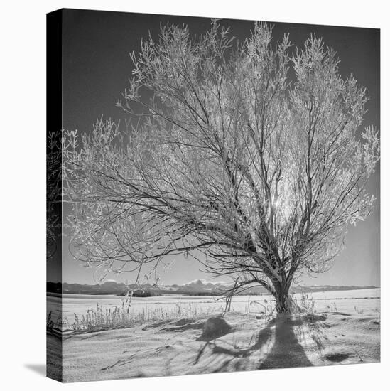 USA, Wyoming, Grand Teton National Park, Ice Tree-John Ford-Premier Image Canvas