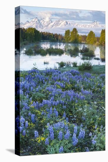 USA, Wyoming. Grand Teton National Park, Tetons, flowers foreground-George Theodore-Premier Image Canvas