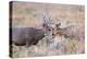 USA, Wyoming, Grand Teton National Park. Two Mule Deer bucks spar for dominance-Elizabeth Boehm-Premier Image Canvas