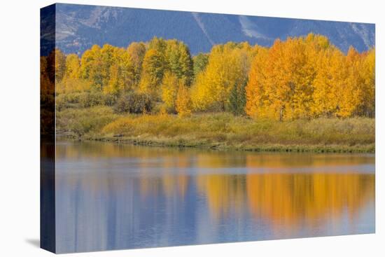USA, Wyoming, Grand Teton NP. Autumn colored aspen trees are reflected in the Snake River-Elizabeth Boehm-Premier Image Canvas