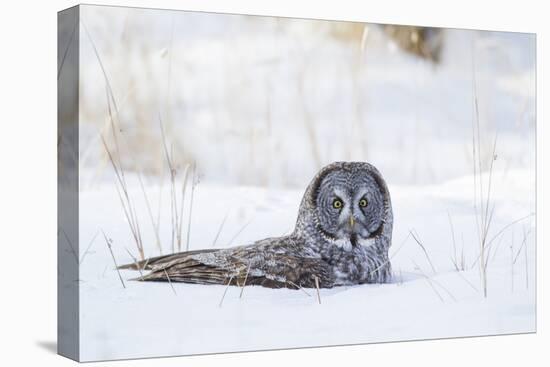 USA, Wyoming, Great Gray Owl Sitting in Snow after Diving for Rodent-Elizabeth Boehm-Premier Image Canvas