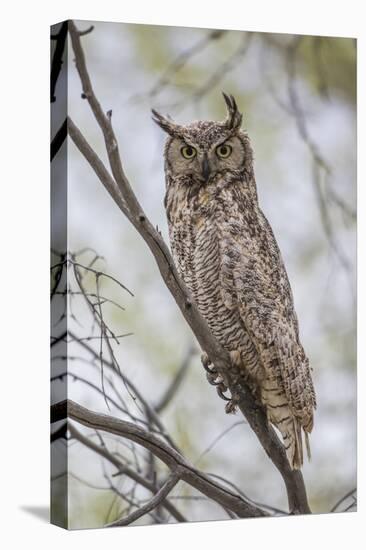 USA, Wyoming,  Great Horned Owl perches on a cottonwood tree.-Elizabeth Boehm-Premier Image Canvas